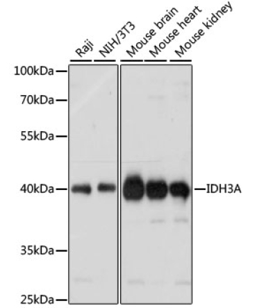 IDH3A Rabbit Polyclonal Antibody