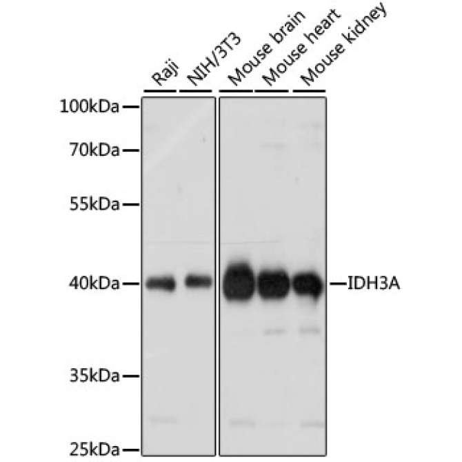 IDH3A Rabbit Polyclonal Antibody