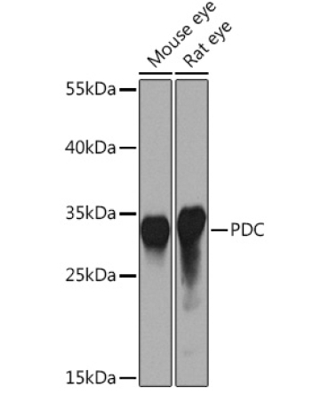 PDC Rabbit Polyclonal Antibody