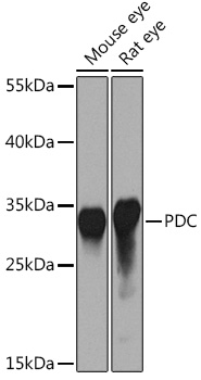 PDC Rabbit Polyclonal Antibody
