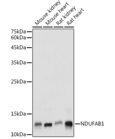 NDUFAB1 Rabbit Polyclonal Antibody