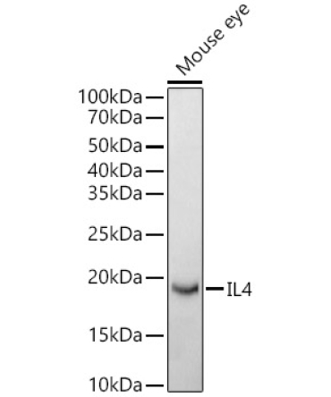 IL4 Rabbit Polyclonal Antibody