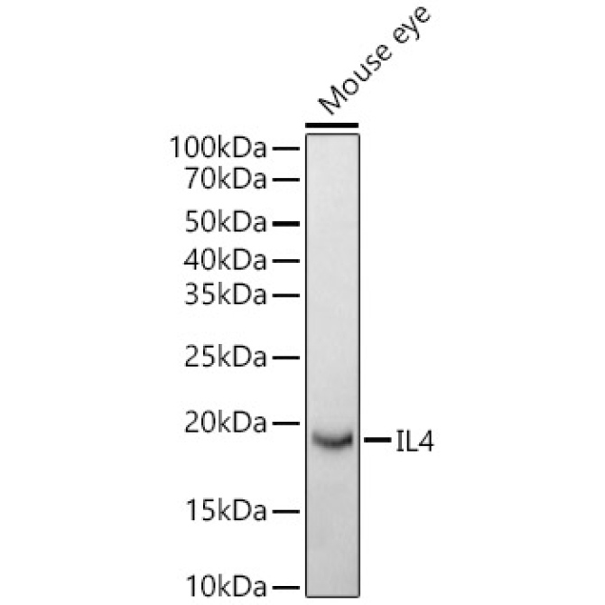IL4 Rabbit Polyclonal Antibody