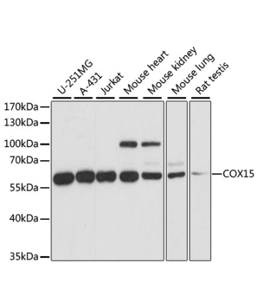 COX15 Rabbit Polyclonal Antibody