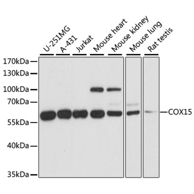 COX15 Rabbit Polyclonal Antibody