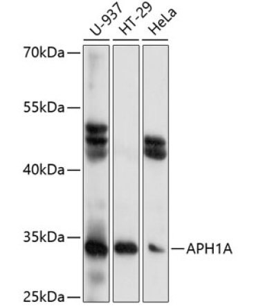APH1A Rabbit Polyclonal Antibody