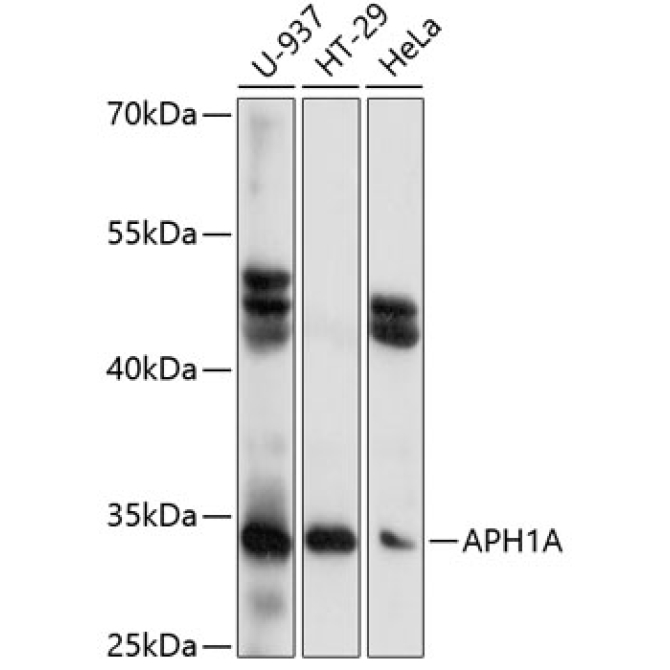 APH1A Rabbit Polyclonal Antibody