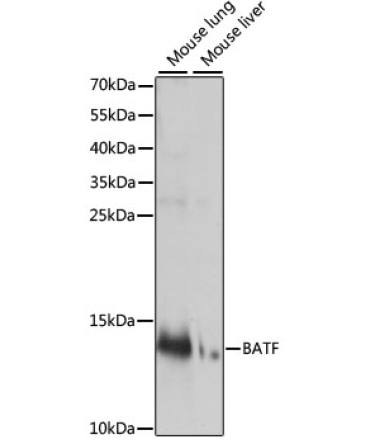 BATF Rabbit Polyclonal Antibody