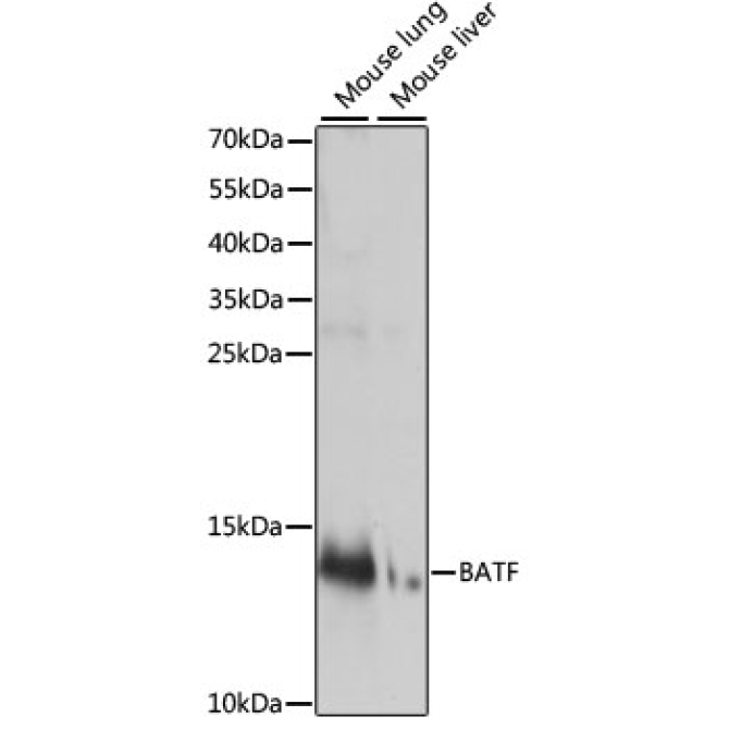 BATF Rabbit Polyclonal Antibody