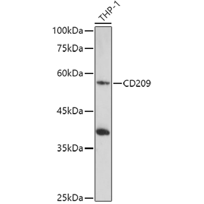 CD209 Rabbit Polyclonal Antibody