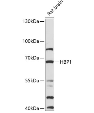 HBP1 Rabbit Polyclonal Antibody