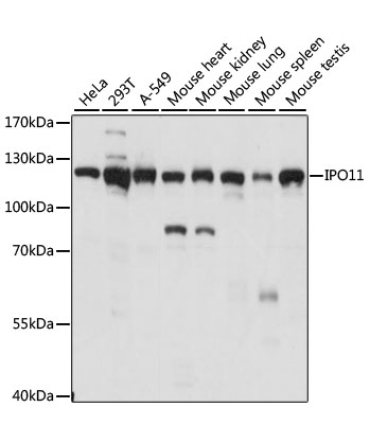 IPO11 Rabbit Polyclonal Antibody