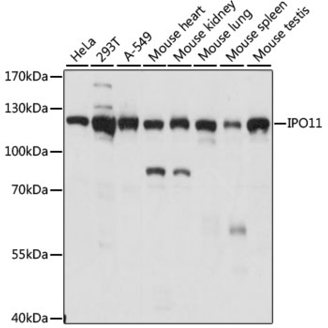 IPO11 Rabbit Polyclonal Antibody