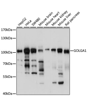 GOLGA1 Rabbit Polyclonal Antibody