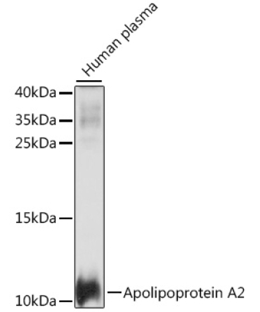Apolipoprotein A2 Rabbit Polyclonal Antibody