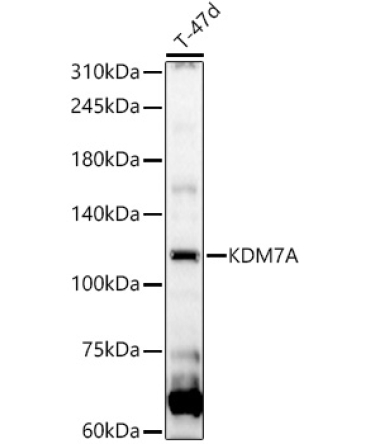 KDM7A Rabbit Polyclonal Antibody