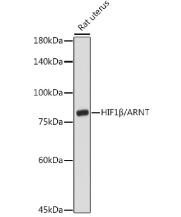 HIF1Beta/ARNT Rabbit Polyclonal Antibody