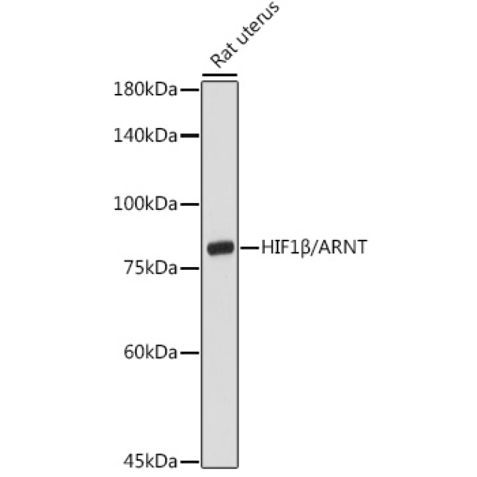 HIF1Beta/ARNT Rabbit Polyclonal Antibody
