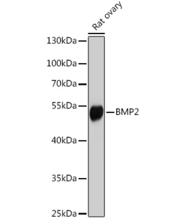 BMP2 Rabbit Polyclonal Antibody