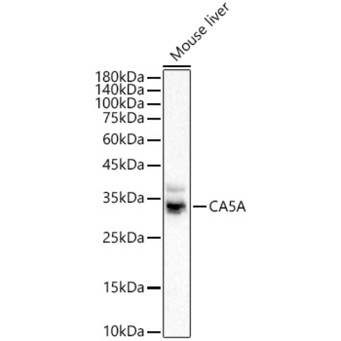 CA5A Rabbit Polyclonal Antibody