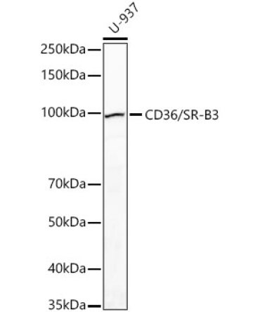 CD36/SR-B3 Rabbit Polyclonal Antibody