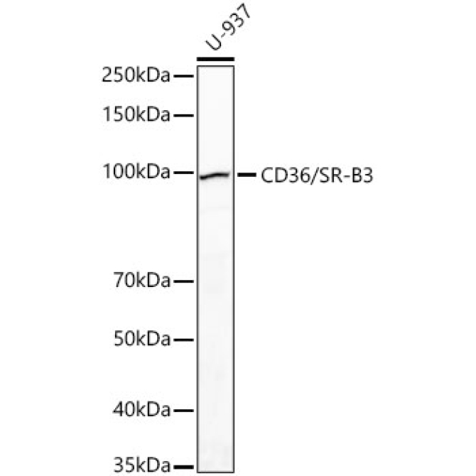 CD36/SR-B3 Rabbit Polyclonal Antibody