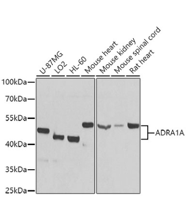 ADRA1A Rabbit Polyclonal Antibody