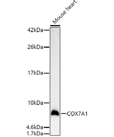 COX7A1 Rabbit Polyclonal Antibody