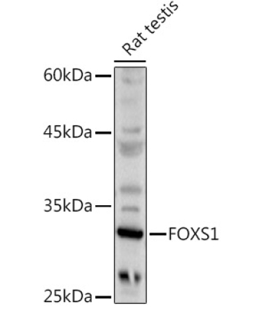 FOXS1 Rabbit Polyclonal Antibody