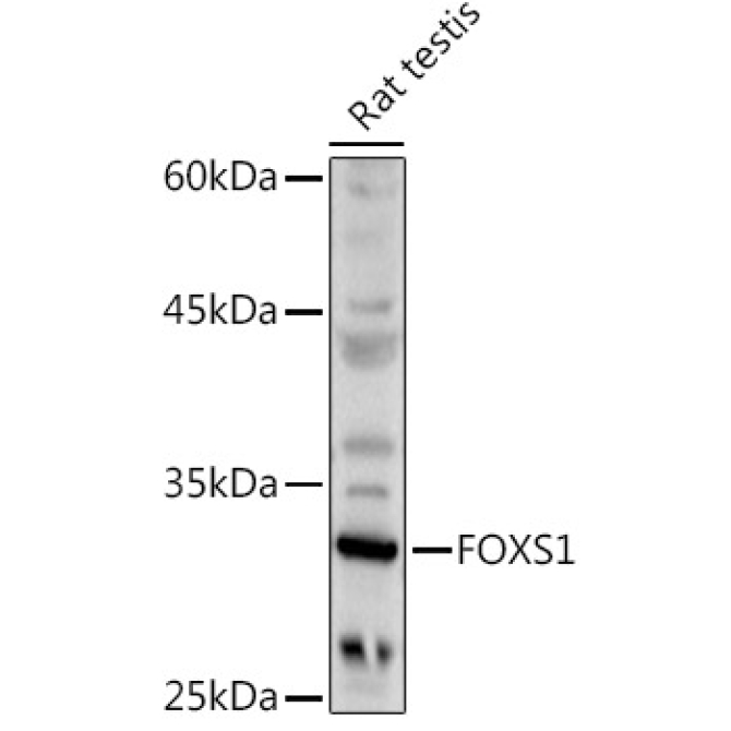 FOXS1 Rabbit Polyclonal Antibody