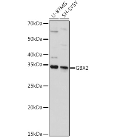 GBX2 Rabbit Polyclonal Antibody
