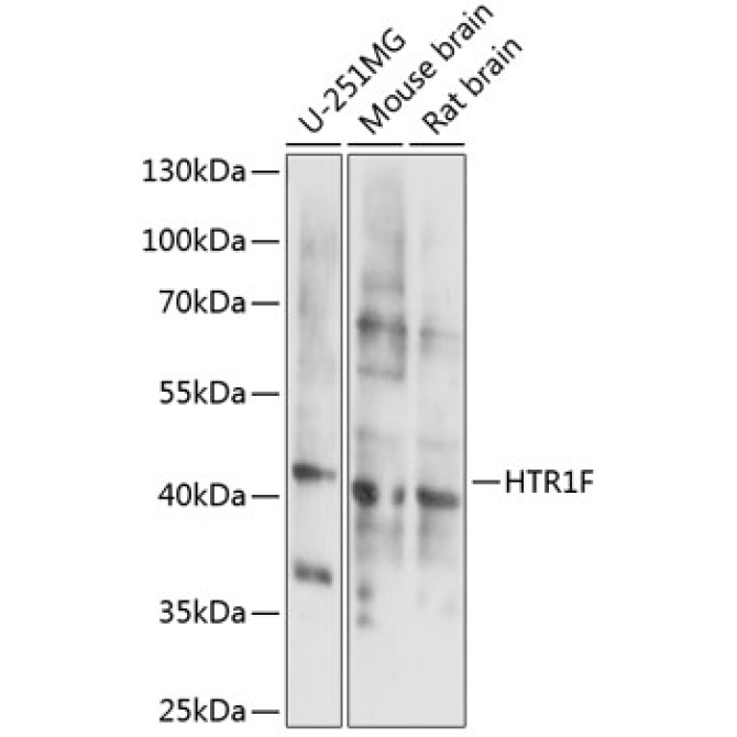 HTR1F Rabbit Polyclonal Antibody