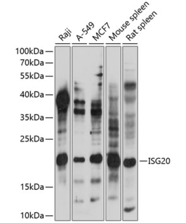 ISG20 Rabbit Polyclonal Antibody