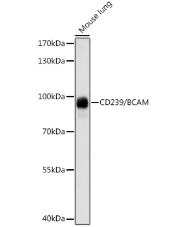 CD239/BCAM Rabbit Polyclonal Antibody