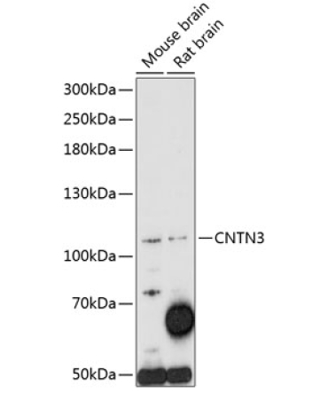 CNTN3 Rabbit Polyclonal Antibody