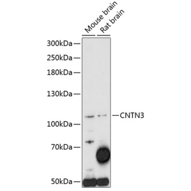 CNTN3 Rabbit Polyclonal Antibody