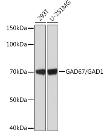 GAD67/GAD1 Rabbit Monoclonal Antibody
