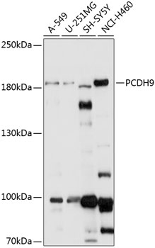 PCDH9 Rabbit Polyclonal Antibody