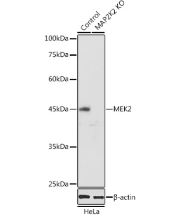 MEK2 Rabbit Polyclonal Antibody [KO Validated]