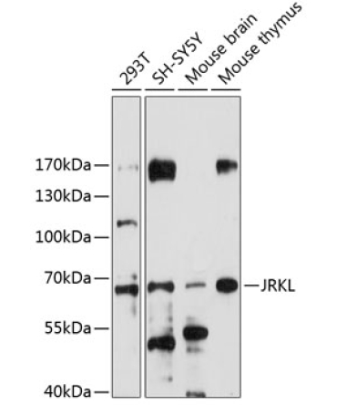 JRKL Rabbit Polyclonal Antibody