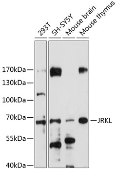 JRKL Rabbit Polyclonal Antibody