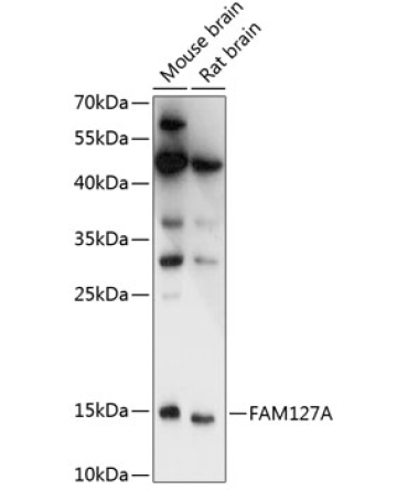 FAM127A Rabbit Polyclonal Antibody
