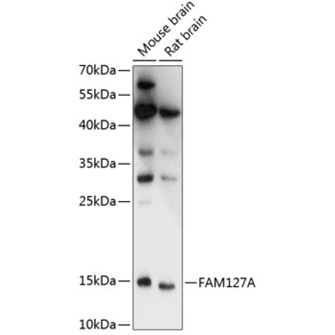 FAM127A Rabbit Polyclonal Antibody