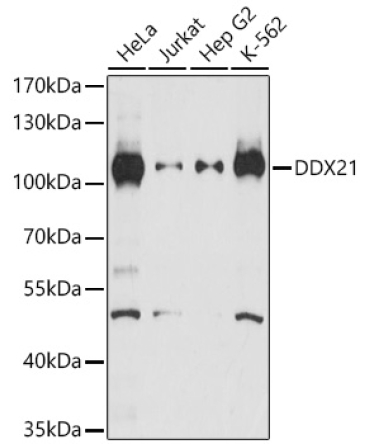 DDX21 Rabbit Polyclonal Antibody