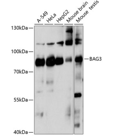 BAG3 Rabbit Polyclonal Antibody