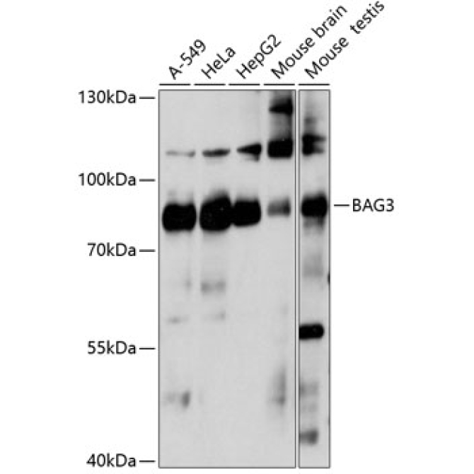BAG3 Rabbit Polyclonal Antibody