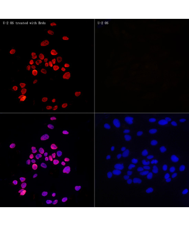 BrdU Mouse Monoclonal Antibody