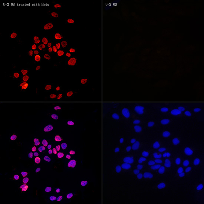 BrdU Mouse Monoclonal Antibody