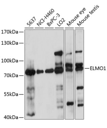 ELMO1 Rabbit Polyclonal Antibody