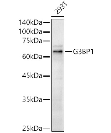 G3BP1 Rabbit Polyclonal Antibody